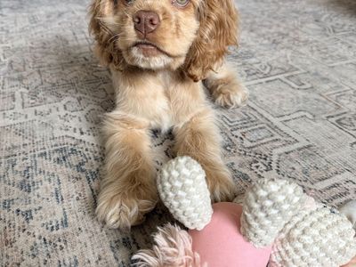 Cocker Spaniel 20 weeks