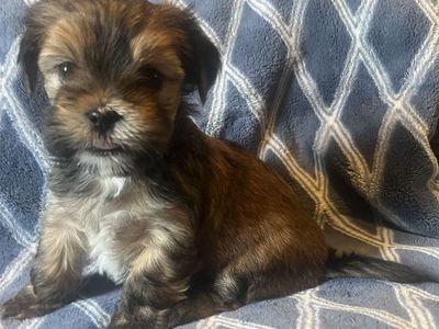 Adorable Shih Tzu/Yorkie Male Puppies — Shorkies