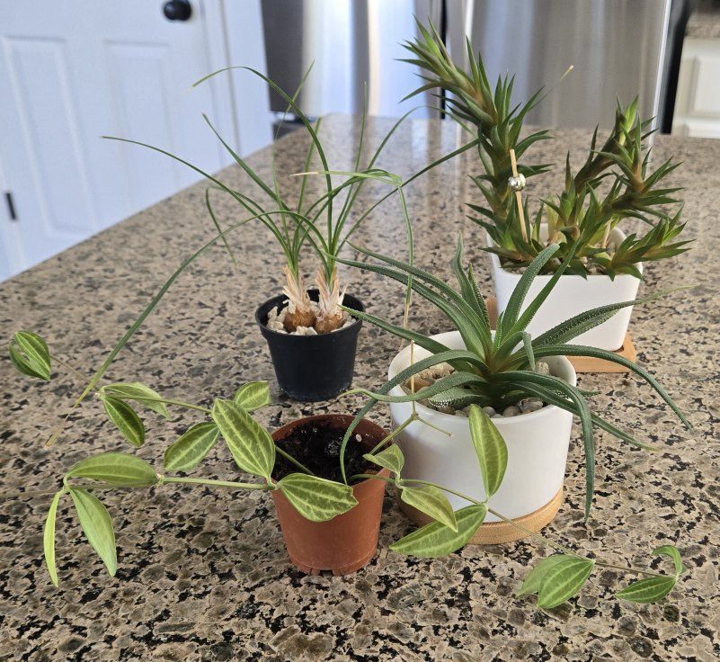 Assorted Small Succulent 