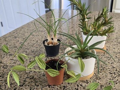 Assorted Small Succulent