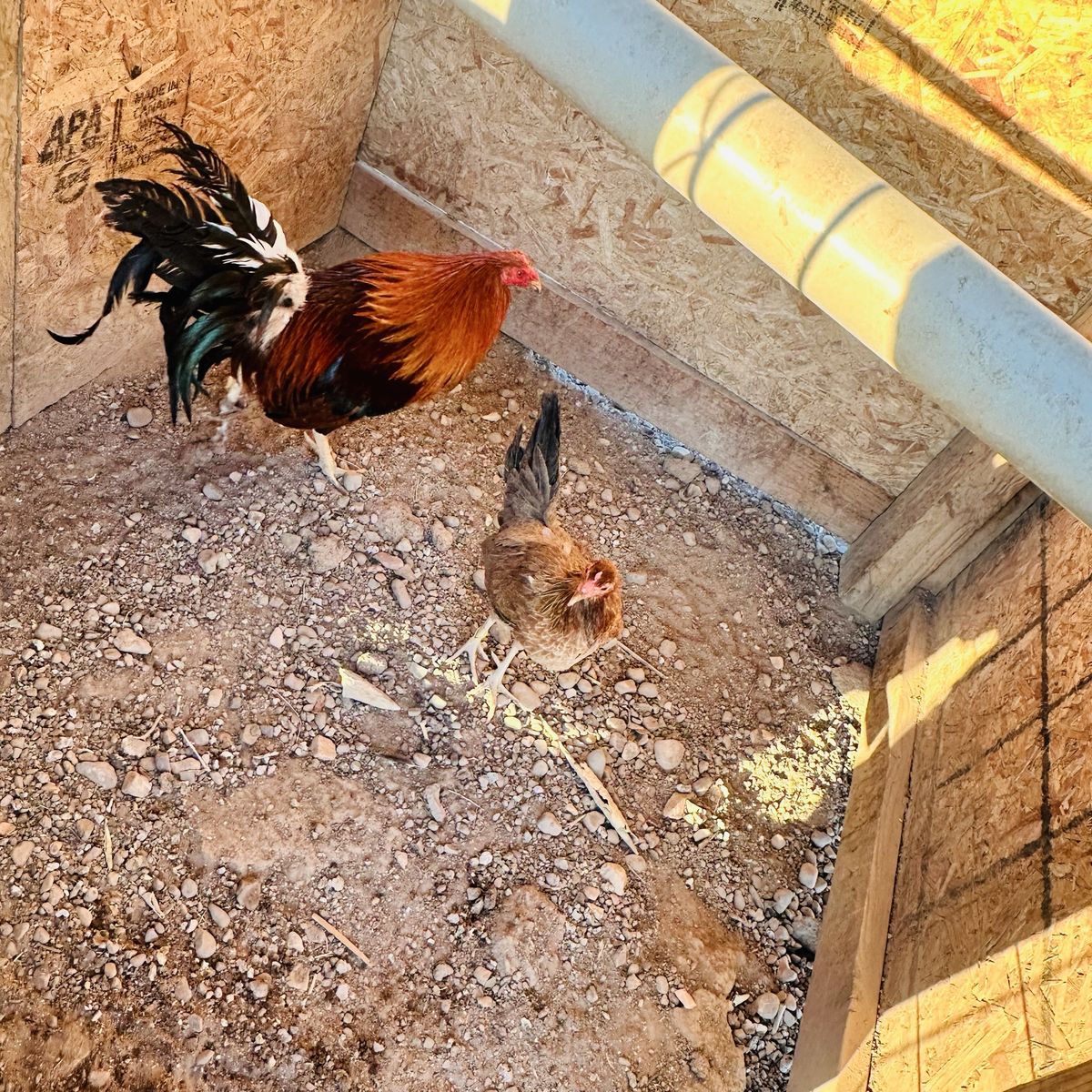Rooster & Hen show birds 