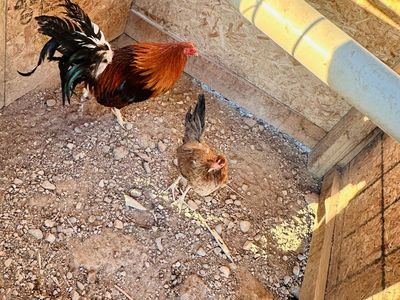 Rooster & Hen show birds