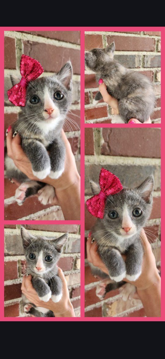 Double the Purrs: Two Litters of Foster Kittens Looking for Forever Homes