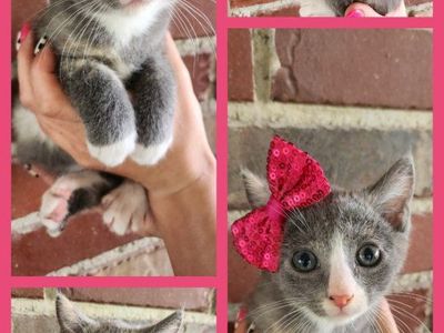 Double the Purrs: Two Litters of Foster Kittens Looking for Forever Homes