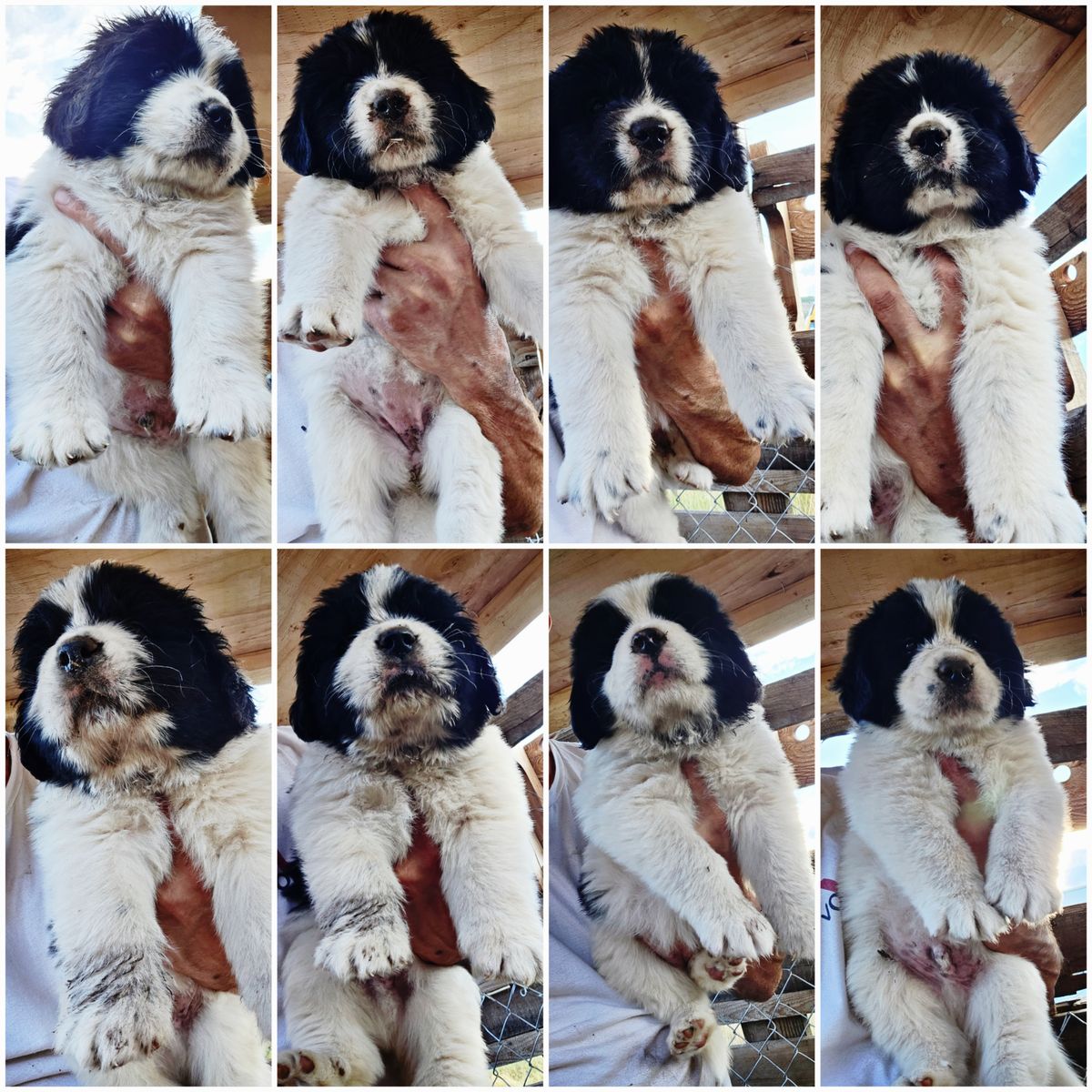 Newfoundland Landseer × Bernese Puppies Available