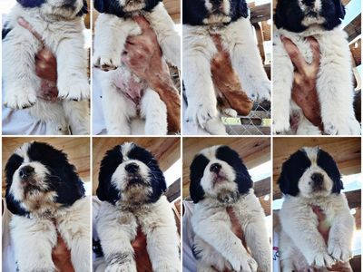 Newfoundland Landseer × Bernese Puppies Available