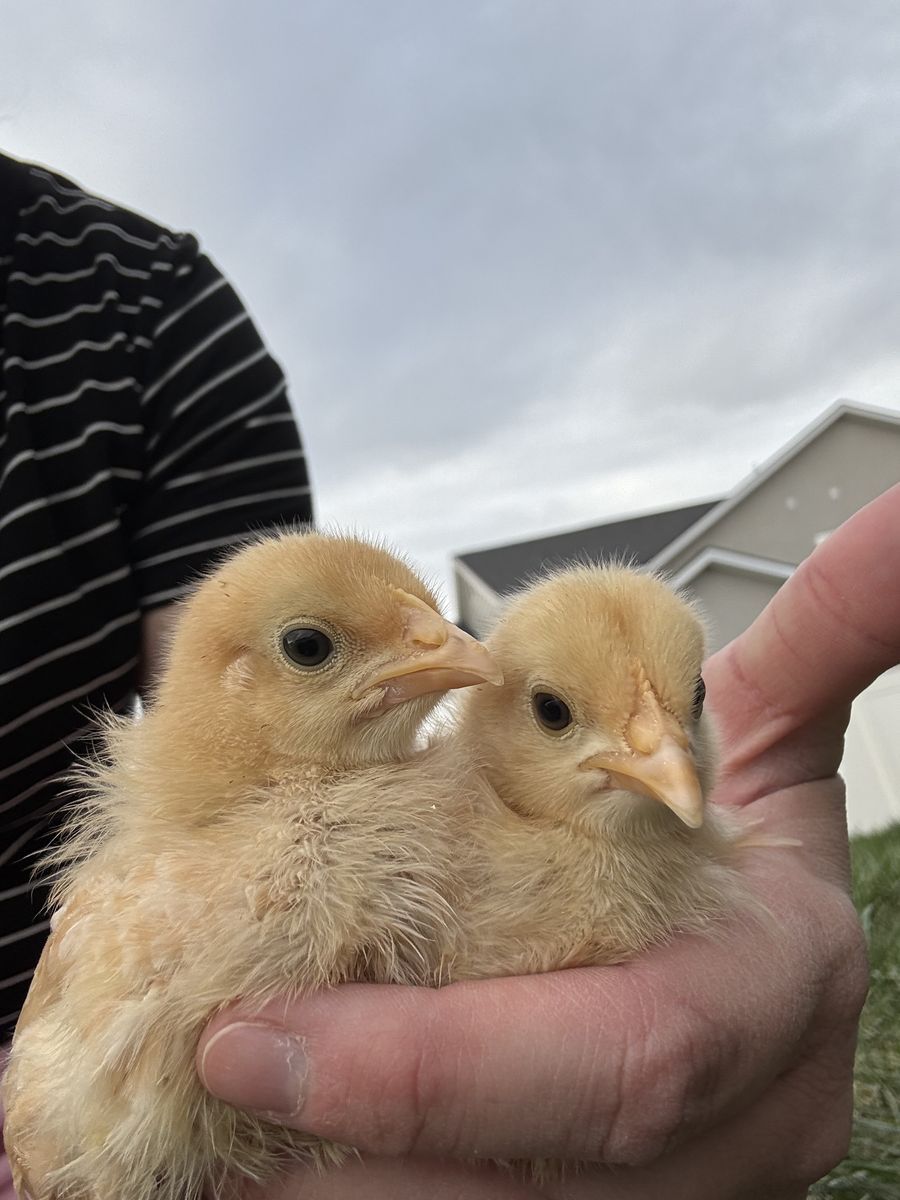 4 Week-Old Buff Orpington Chicks Pullets