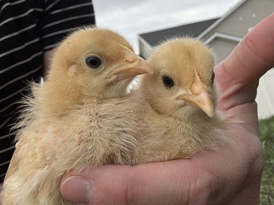 4 Week-Old Buff Orpington Chicks Pullets