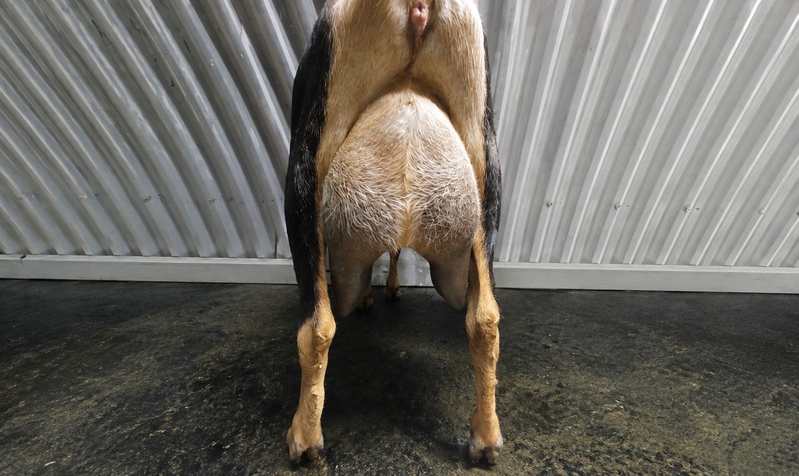3 LaMancha Goats for Sale — Pregnant Mom & 2 Kids!  $550 for all Great Deal!