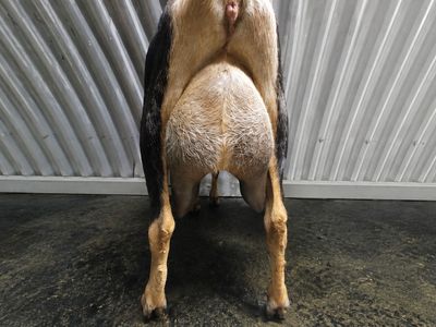 3 LaMancha Goats for Sale — Pregnant Mom & 2 Kids! $550 for all Great Deal!