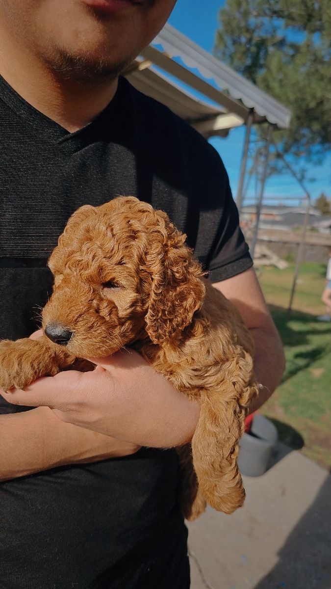 Mini Goldendoodle
