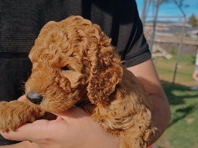Mini Goldendoodle
