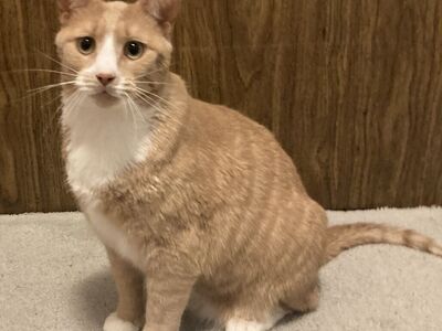 Hello my name is Bakugo