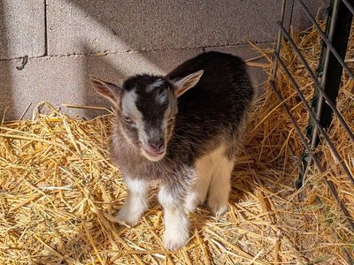 bottle baby buckling and doeling
