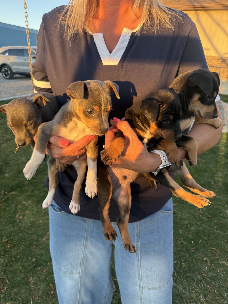Rat Terrier Puppies Registered