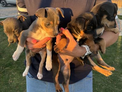 Rat Terrier Puppies Registered