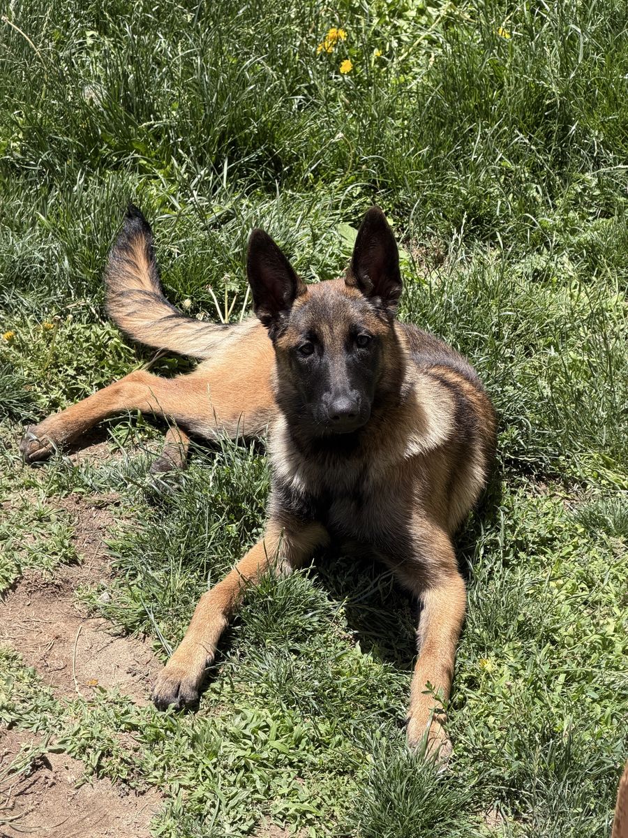 Belgian Malinois Puppy for Sale - Female (6MONTHS)