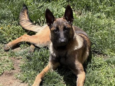 Belgian Malinois Puppy for Sale - Female (6MONTHS)
