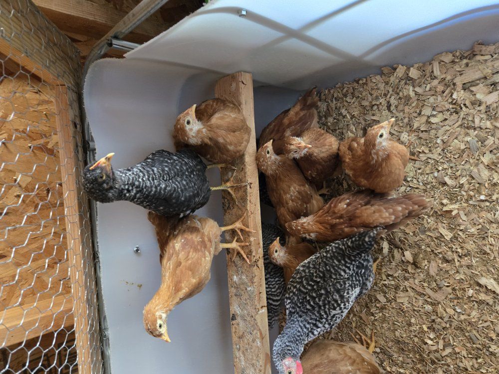 coop ready poulets 
new Hampshire reds / barred ro