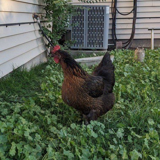 $15 Black Sex Linked Laying Hens