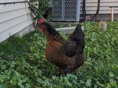 $15 Black Sex Linked Laying Hens