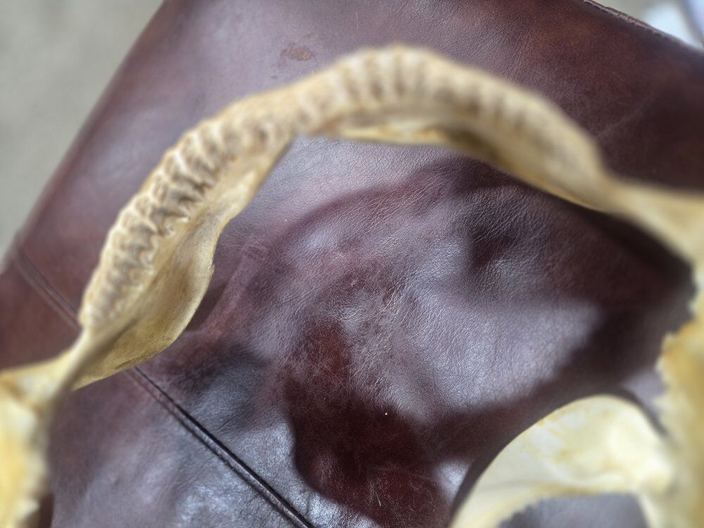 Great White Shark Jaws