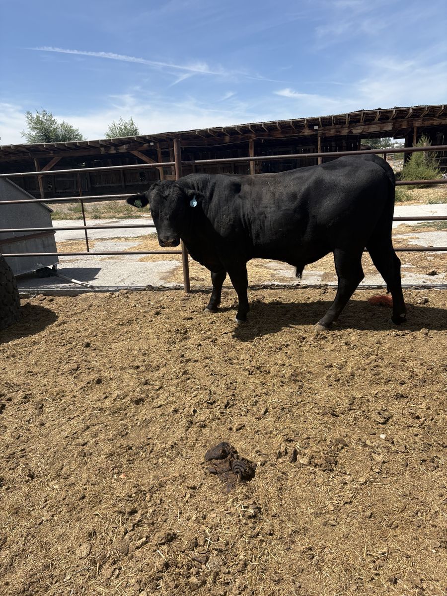 18 month old angus bull