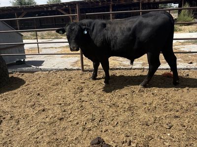 18 month old angus bull