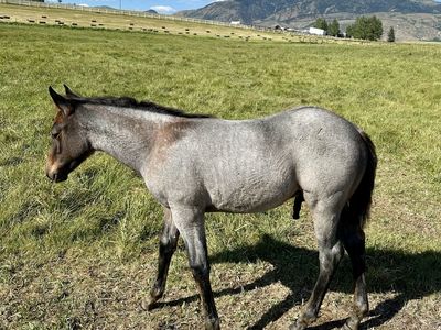 AQHA prospects available