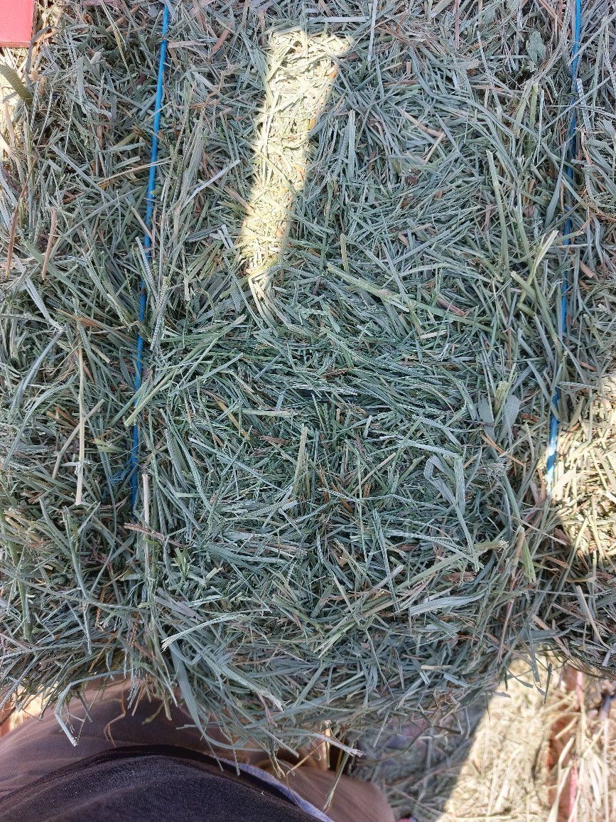 premium grass hay