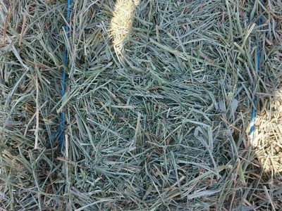 premium grass hay