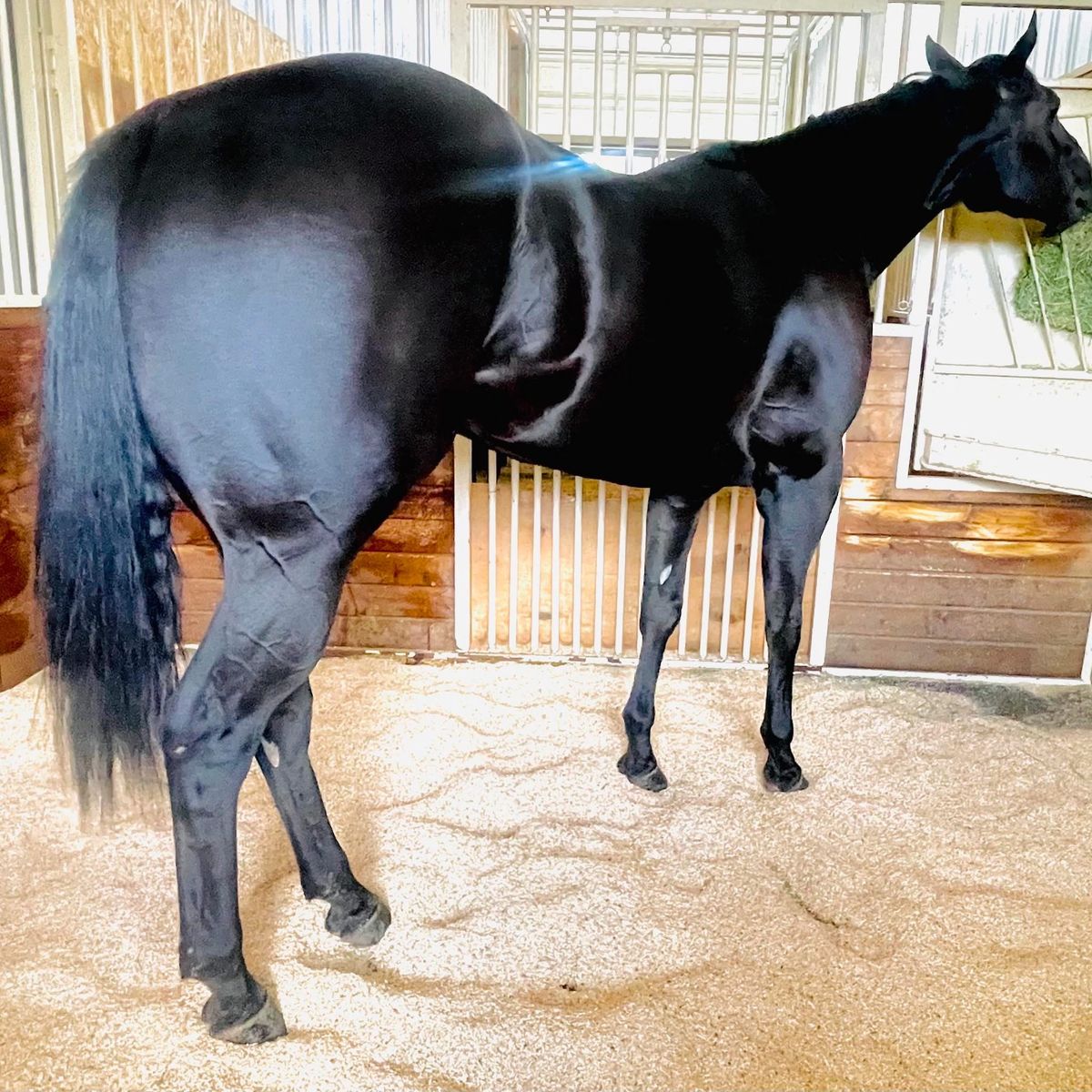 6 year old Gelding