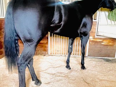 6 year old Gelding