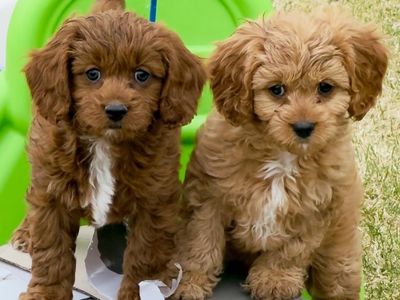 CAVAPOO F1 Puppy Doodle Cavoodle Male easter