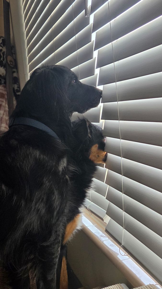 Looking for a New Home