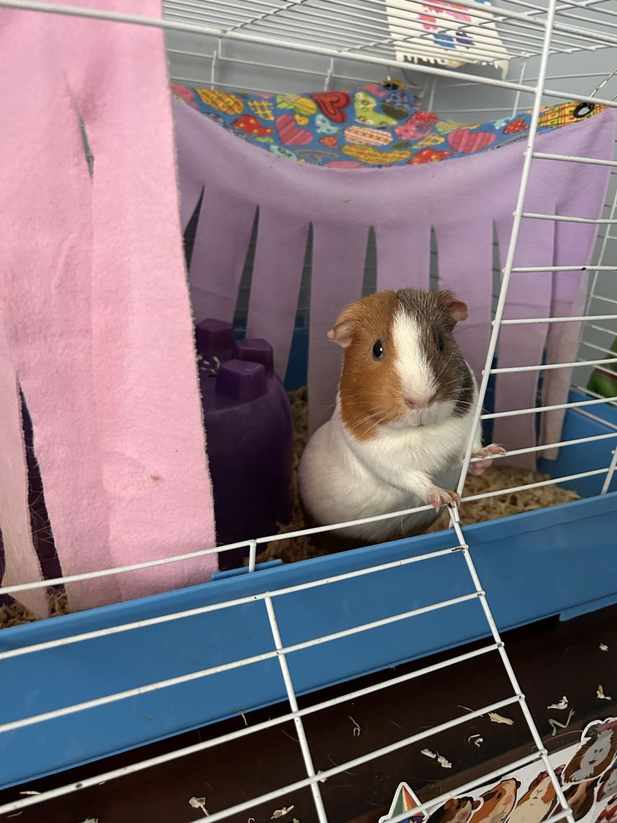 Female guinea pig w/ cage & food-rehoming for free