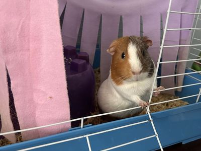 Female guinea pig w/ cage & food-rehoming for free