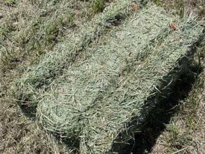 Alfalfa Hay bales