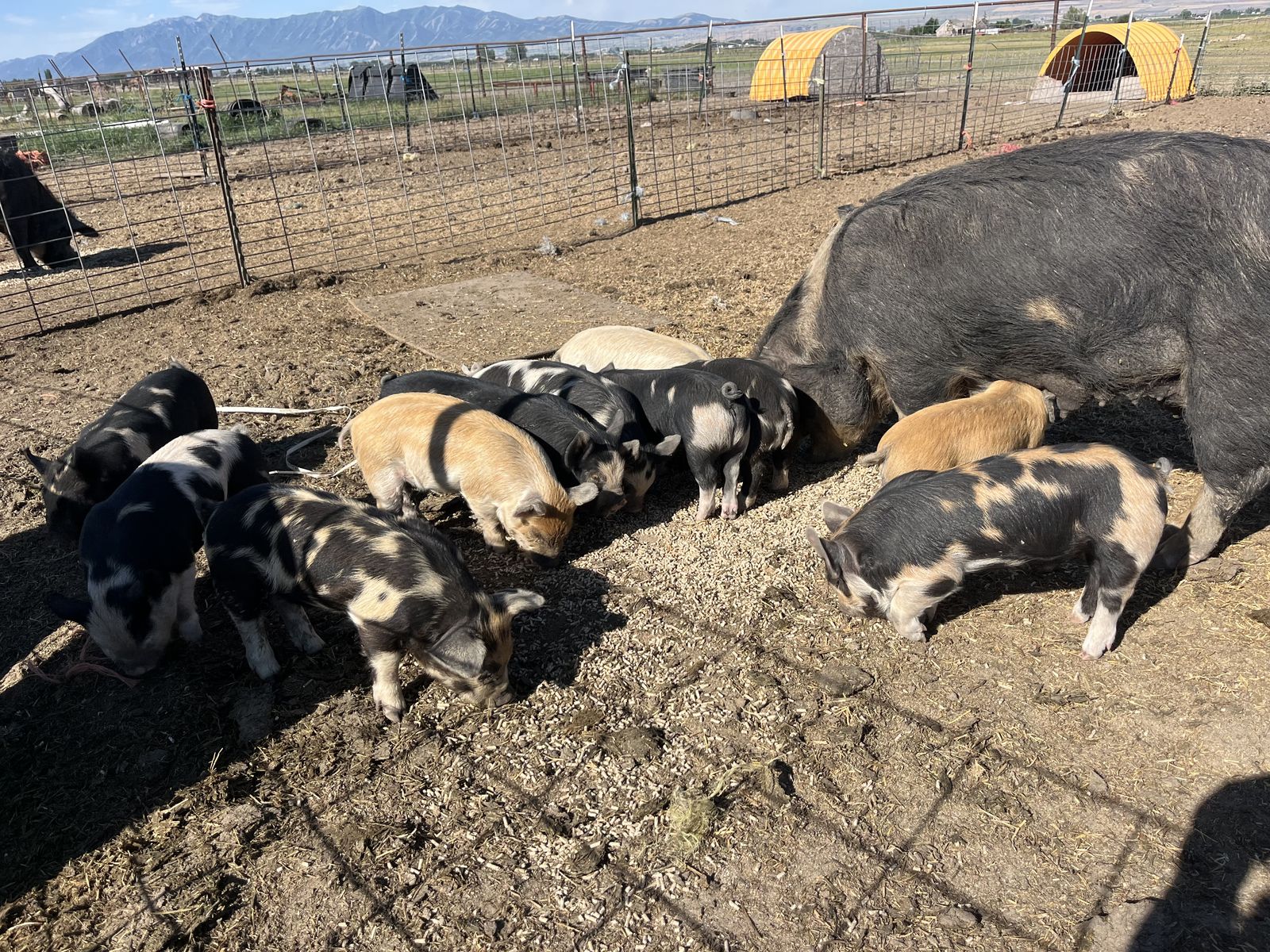 Idaho Pasture Pig (IPP) Feeder Pigs 
