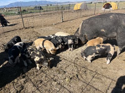 Idaho Pasture Pig (IPP) Feeder Pigs
