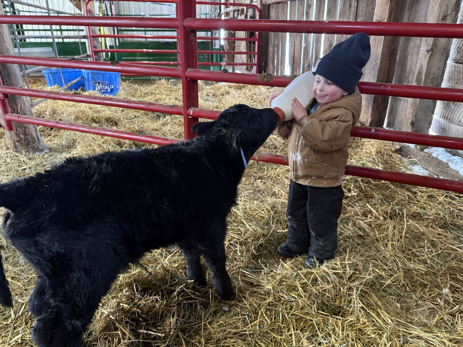 Registered Angus Bull Calf