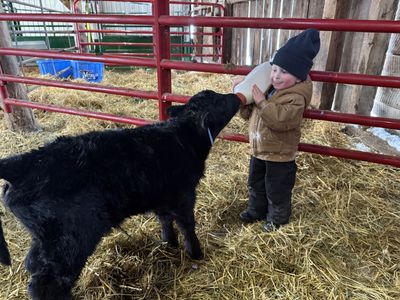 Registered Angus Bull Calf