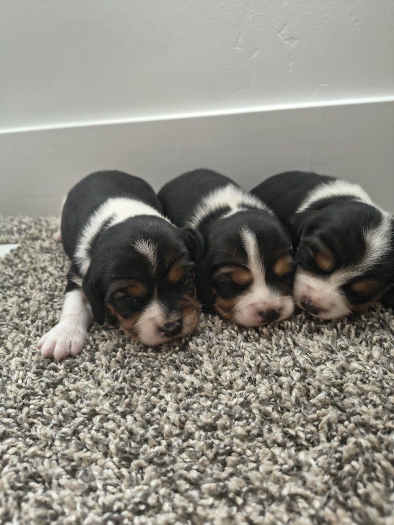 Beaglier puppies 