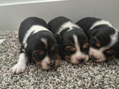 Beaglier puppies