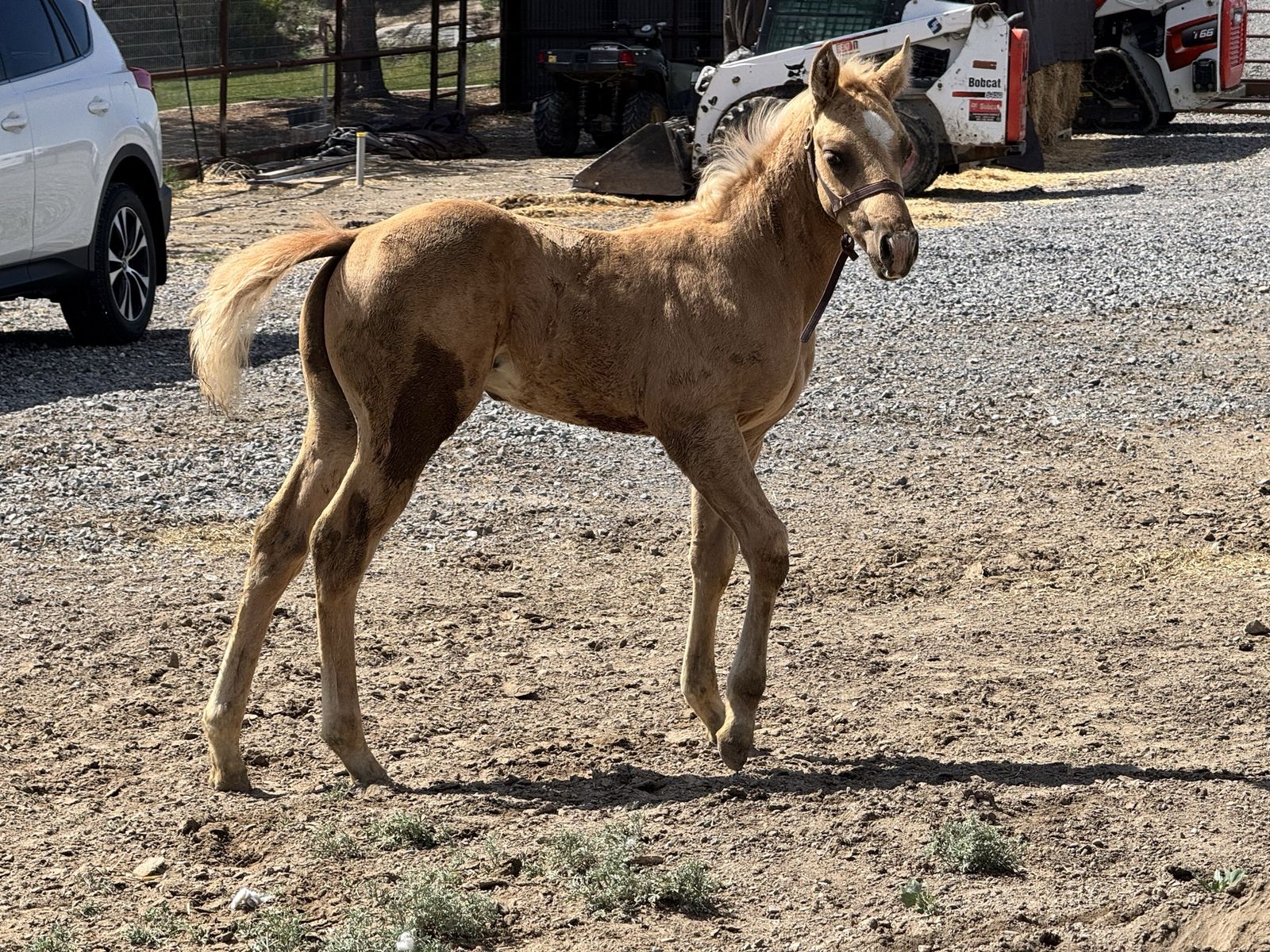 2026 Palomino Colt by Aint Seen Nothin Yet