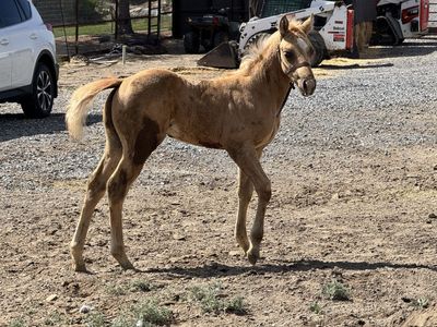 2026 Palomino Colt by Aint Seen Nothin Yet