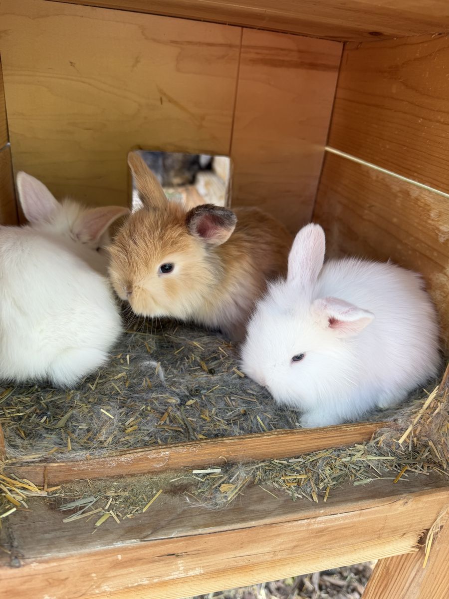 Baby bunnies