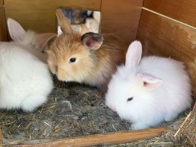 Baby bunnies