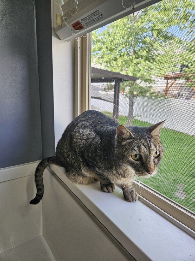 Cat needs a new home ASAP