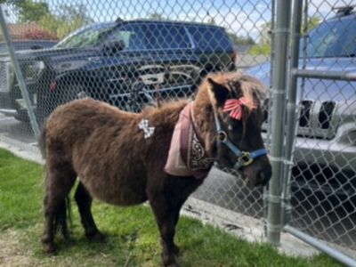 Cutest Black Miniature Horse… proven stallion…. Tiny little guy NEED TO FIND HOME ASAP!